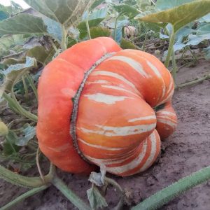 Zapallo Turbante turco