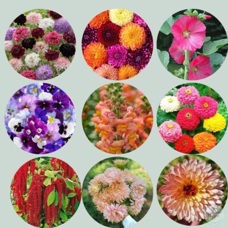 Pack Flores Arcoíris