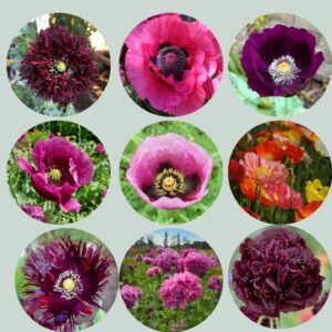 Pack 9 variedades de amapolas