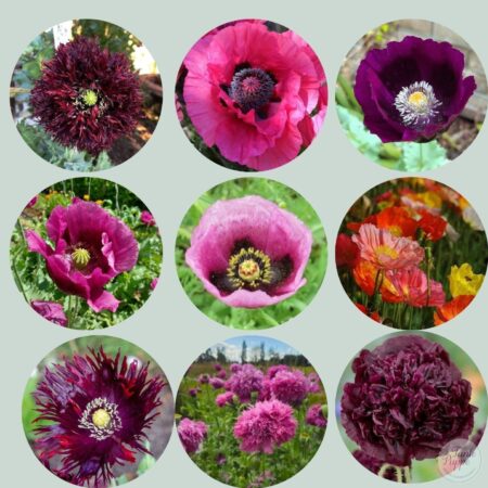 Pack 9 variedades de amapolas