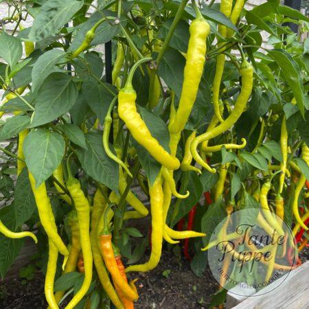 Pimiento Corbaci