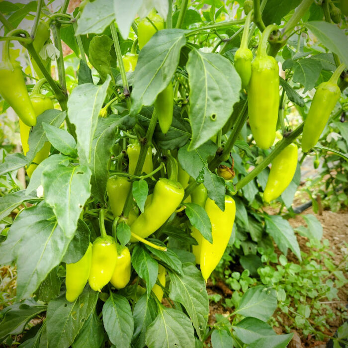 aji cristal