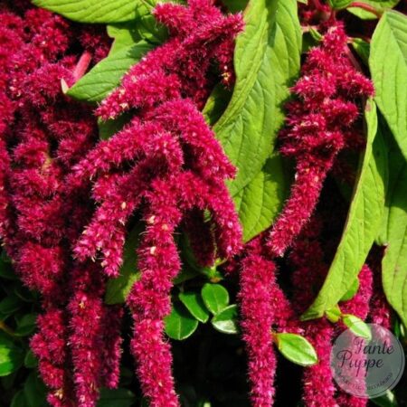 Amaranto rojo