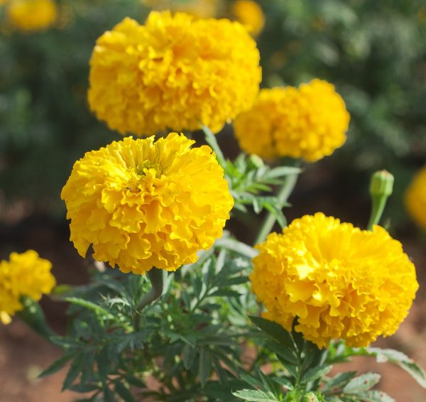 Clavel amarillo gigante