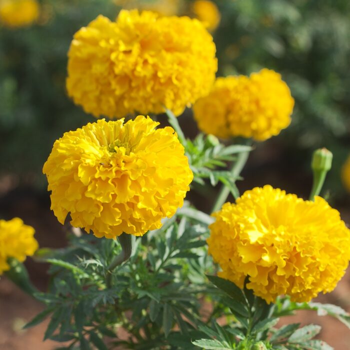 clavel amarillo doble