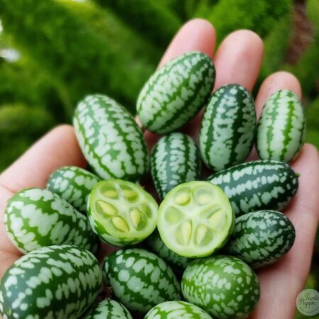 Semillas de Cucamelon