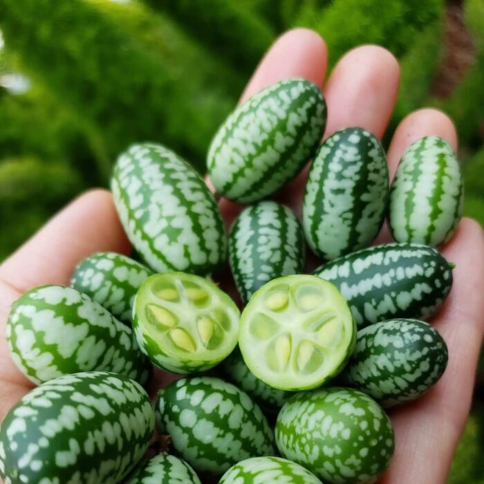 semillas-cucamelon Semillas de Cucamelon