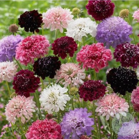 Escabiosa mix