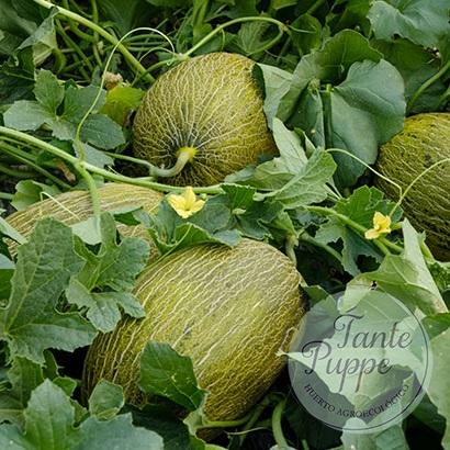 Semillas de Melón Piel de Rana