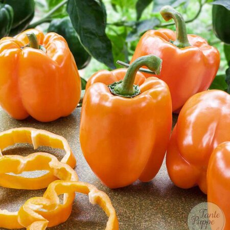 Pimiento Coral Bell