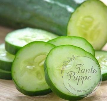 Pepino de ensalada americano