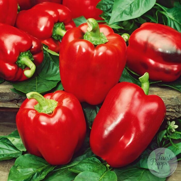 pimiento rojo pimiento rojo