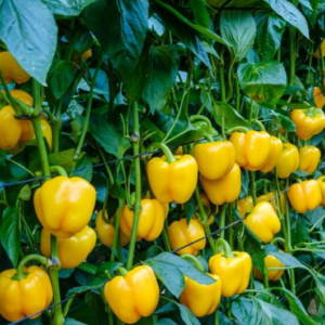 Pimiento California amarillo