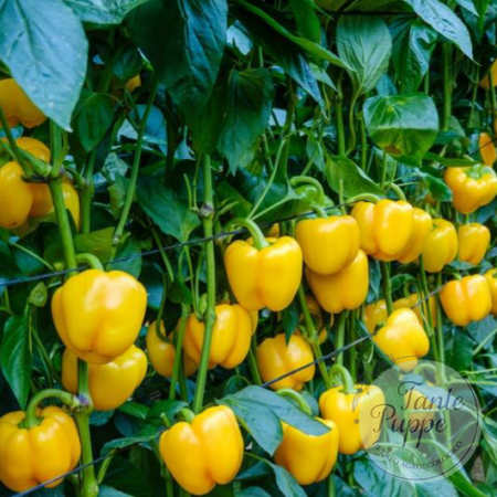Pimiento California amarillo