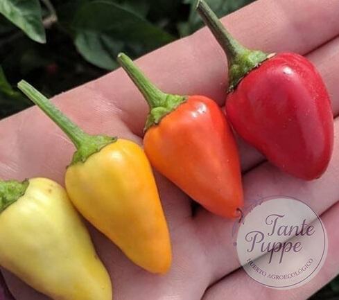 AJI CORAZÓN DE GALLO AJI CORAZÓN DE GALLO