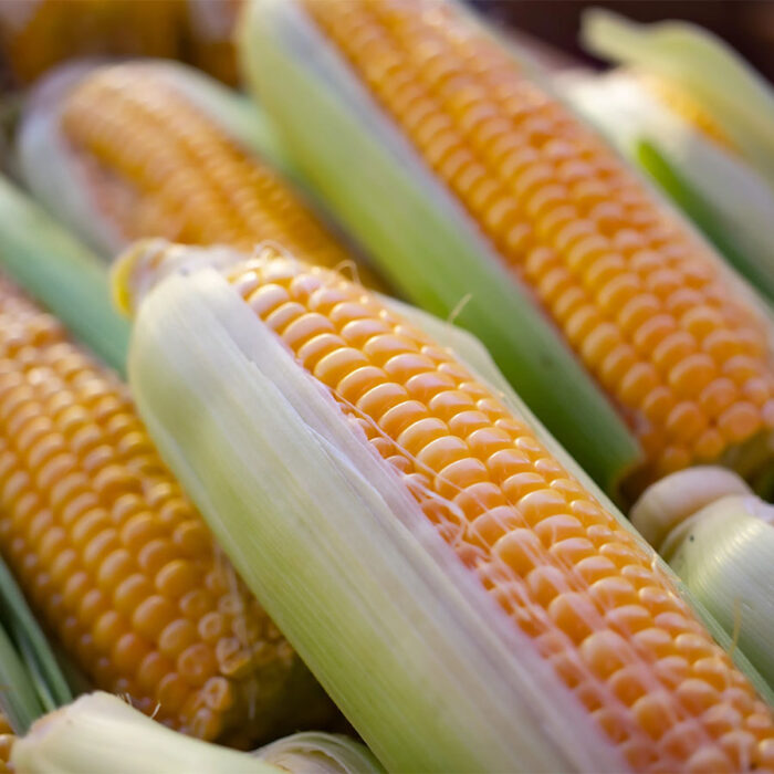 maiz dulce