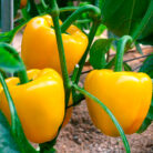 pimiento-amarillo