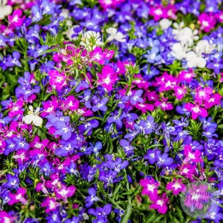 Lobelia