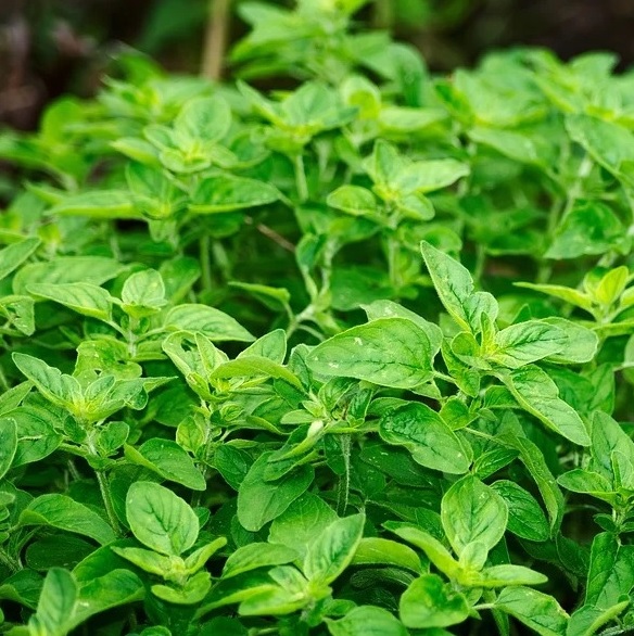 oregano oregano