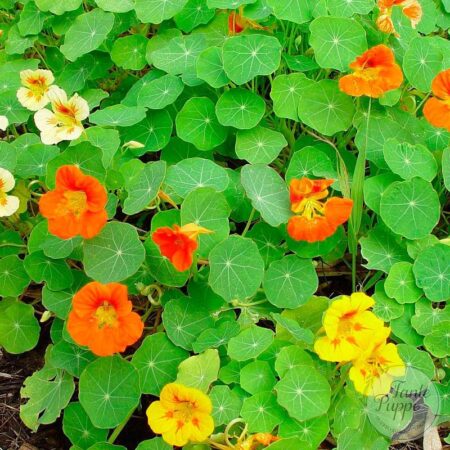 Capuchina mix