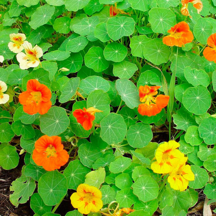 capuchina-semillas capuchina-semillas