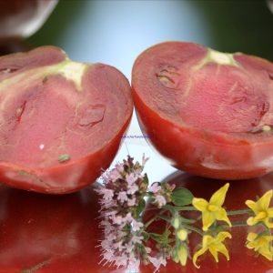 Tomate Lilac Lake