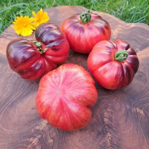 Tomate Lovely Lush