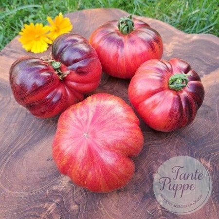 Tomate Lovely Lush