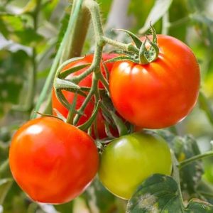 Tomate Marion
