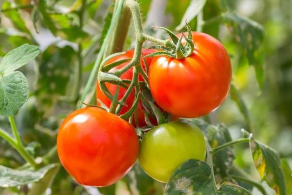 Tomate Marion
