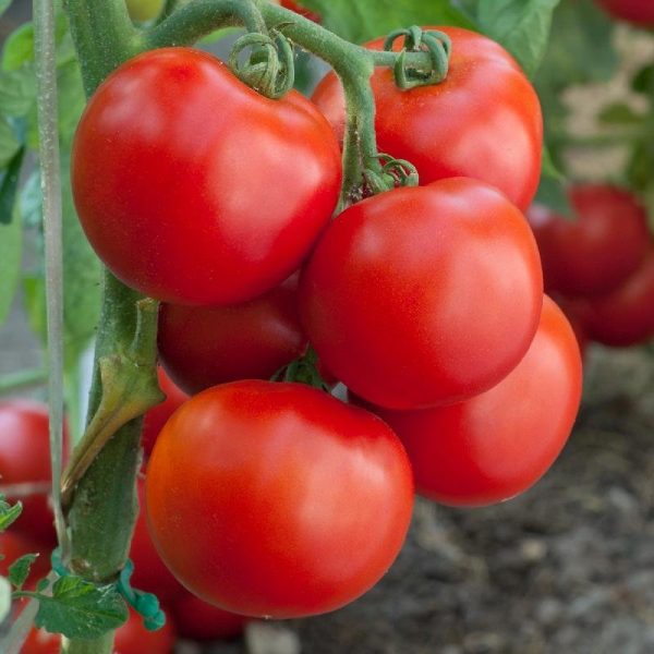 Tomate Mountain Princess - Imagen 2