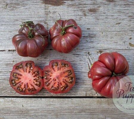 Tomate Purple Calabash