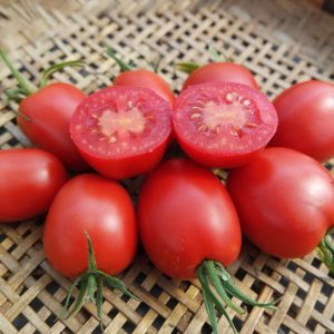 Tomate Quadro