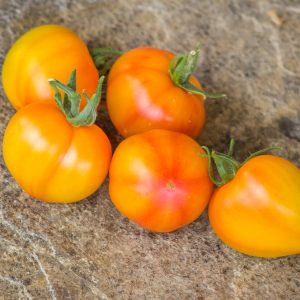 Tomate Dean´s Haley´s Yellow Variegado