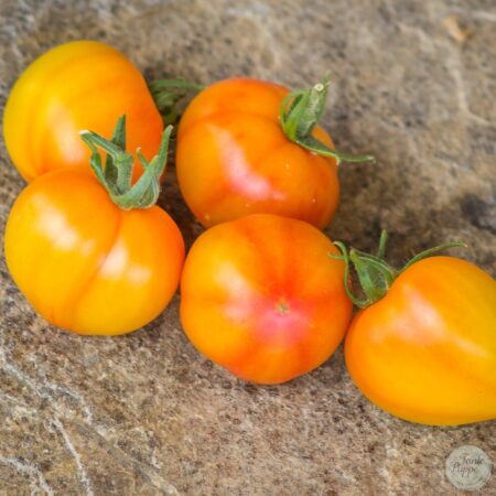 Tomate Dean´s Haley´s rainbow Variegado