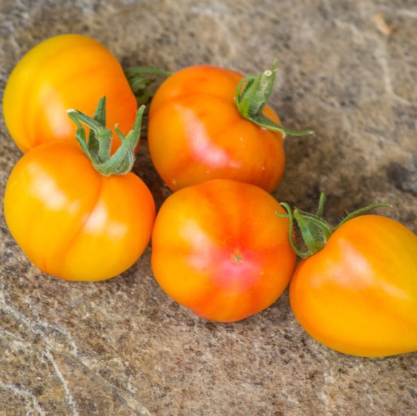 Tomate Dean´s Haley´s Yellow Variegado