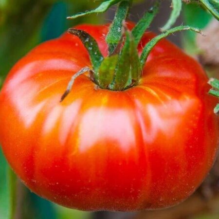 Tomate Abe Lincoln
