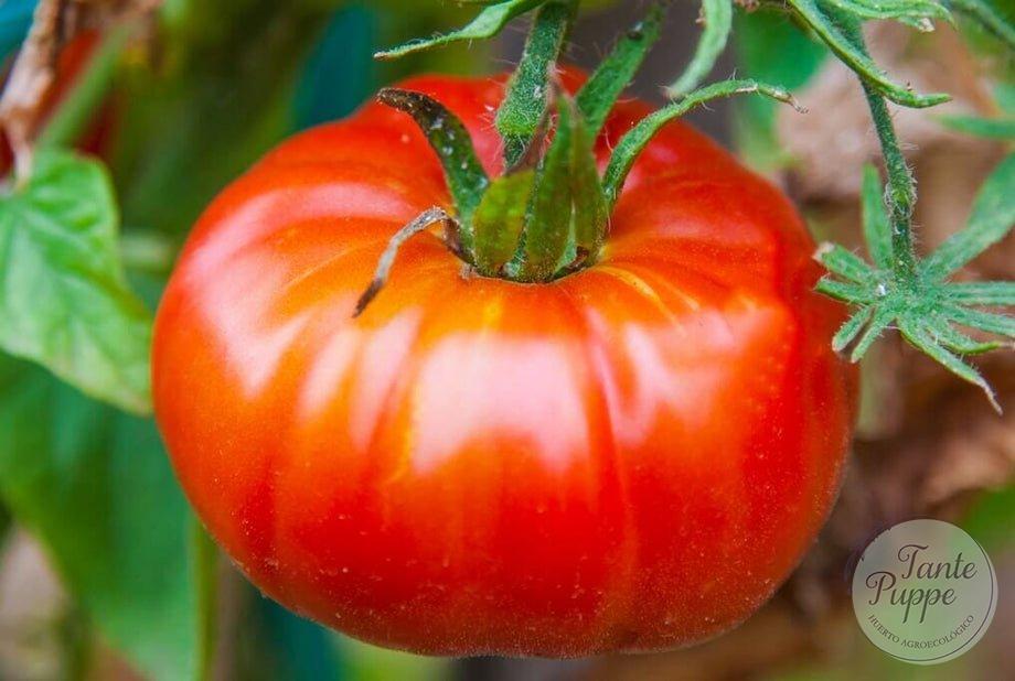 Semillas Tomate Abe Lincoln Semillas Tomate Abe Lincoln