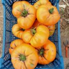 Frutos grandes de Tomate Amana color naranja acanalado en huerto orgánico
