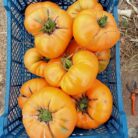 Frutos grandes de Tomate Amana color naranja acanalado en huerto orgánico