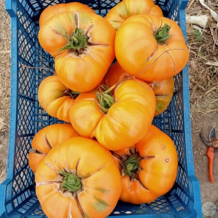 Frutos grandes de Tomate Amana color naranja acanalado en huerto orgánico