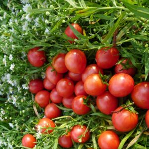 Tomate Artisan Pink Bumblebee