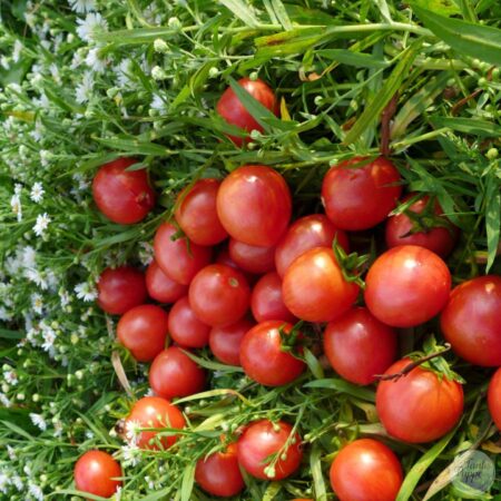 Tomate Artisan Pink Bumblebee