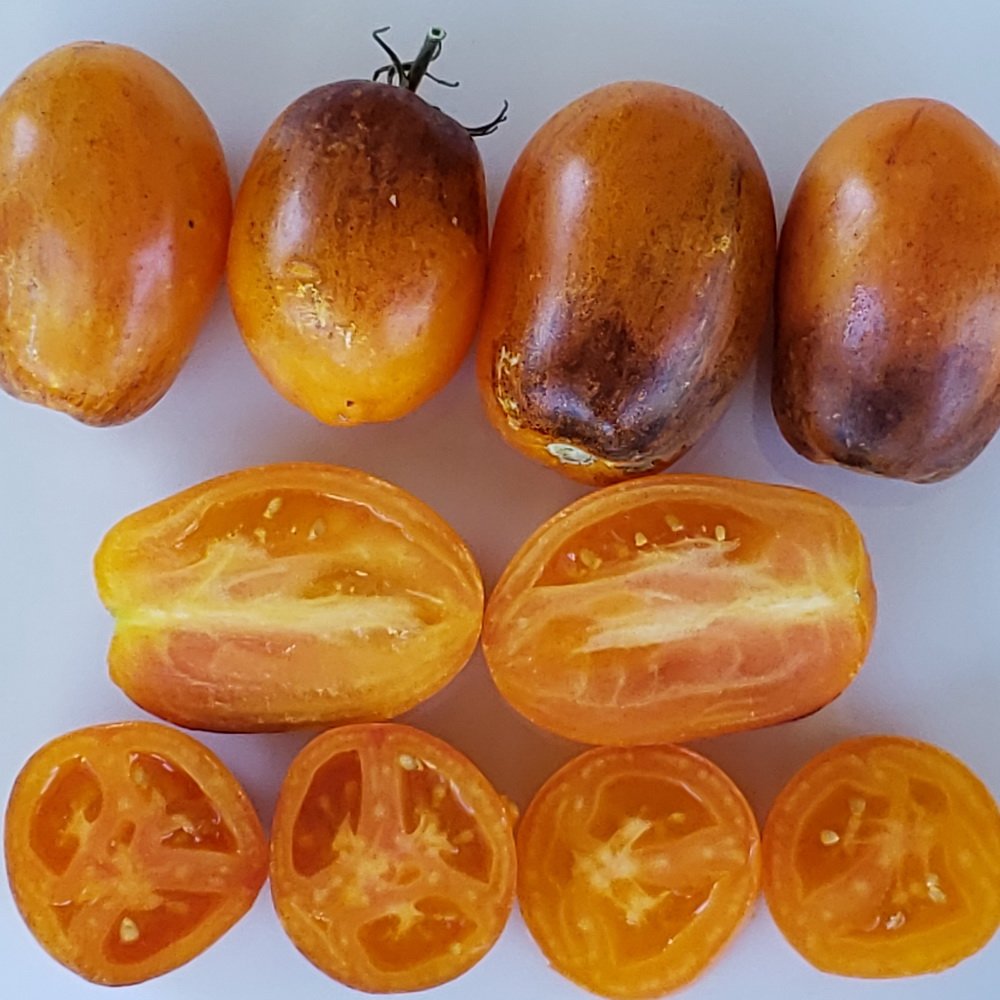 Tomate Atomic Sunset