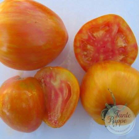 Tomate Bleeding Heart
