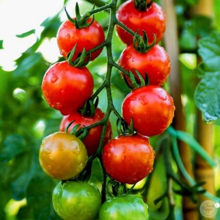 Tomate Chadwick Cherry