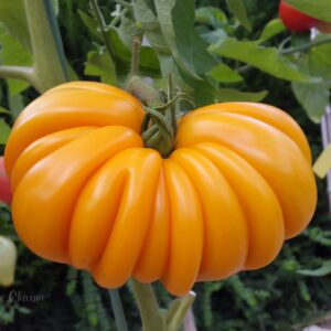 Tomate Beauty Lotteringa Orange