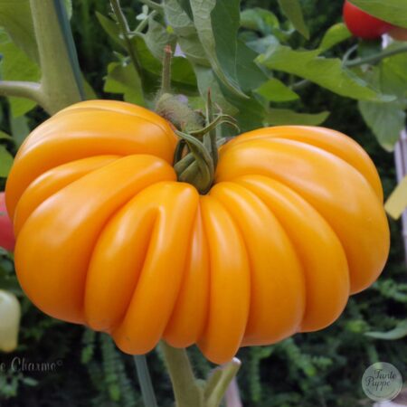 Tomate Beauty Lotteringa Orange