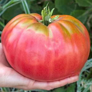Tomate Giant Belgium