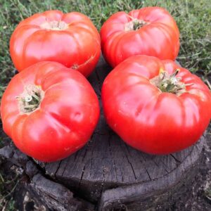 Tomate Granny Cantrell